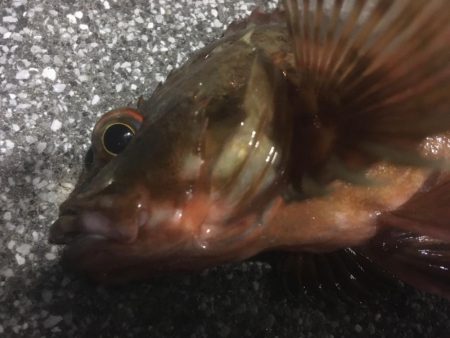 釣り始めはガシラから