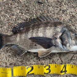 アーバンクローラー無双の日