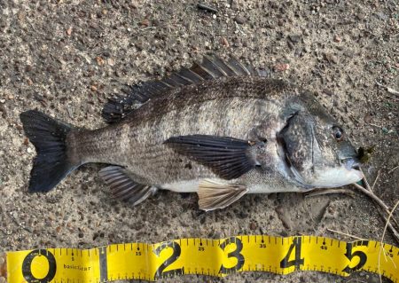 アーバンクローラー無双の日