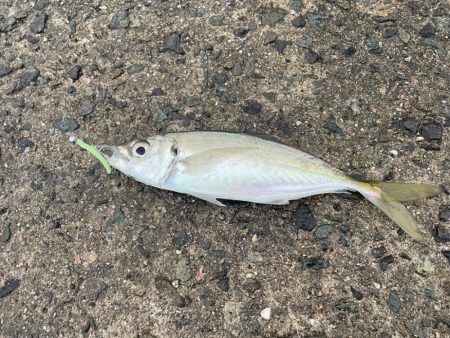 初場所爆風アジング！