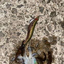 今季初エギング