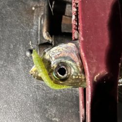 終盤の湾奥アジング