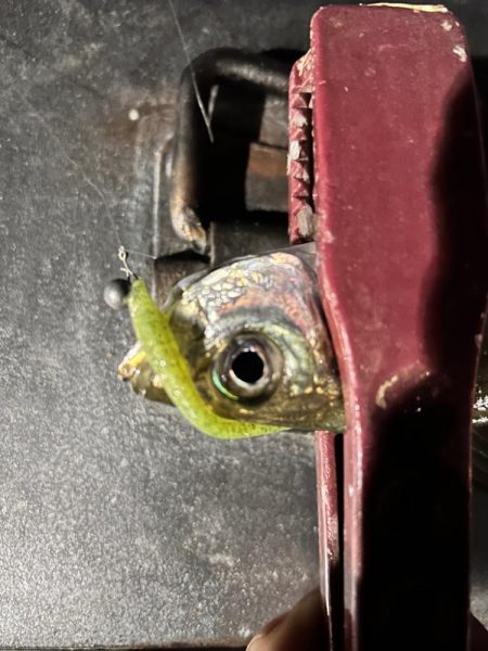 終盤の湾奥アジング