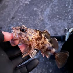 四日市ライトゲーム