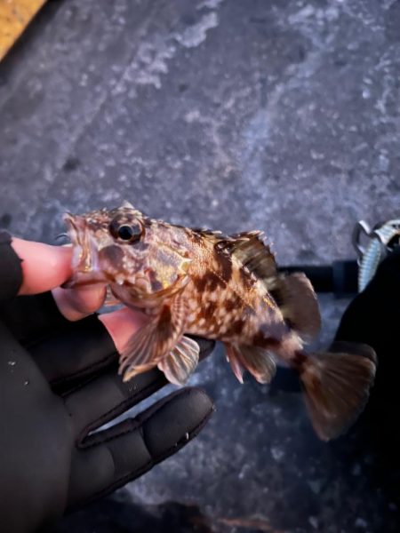 四日市ライトゲーム