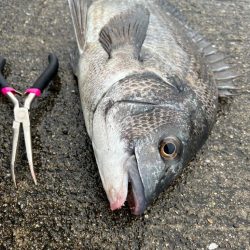 エビ撒きでおチヌさん活性高いです