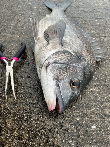 エビ撒きでおチヌさん活性高いです