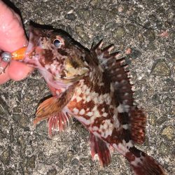 今年初の陸っぱり！