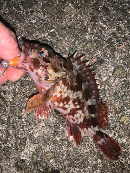 今年初の陸っぱり！