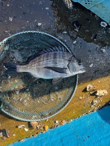 チヌ釣り