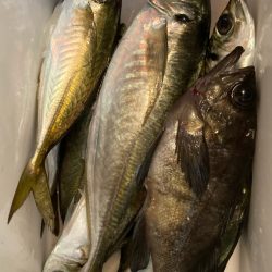 サビキで尺鯵( ・∇・)