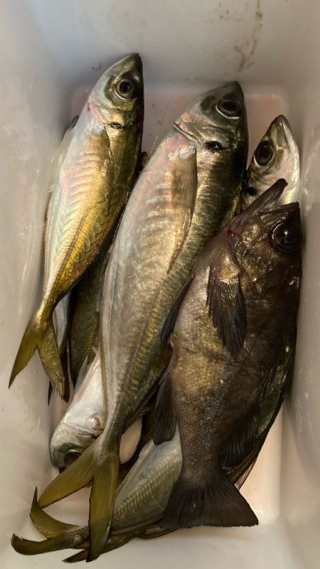 サビキで尺鯵( ・∇・)