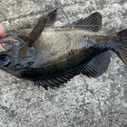 デイメバリング♪