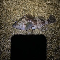 2024釣り初めライトゲーム