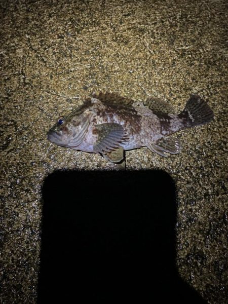 2024釣り初めライトゲーム