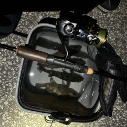 連日のメバリング