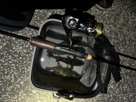 連日のメバリング