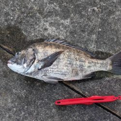 ちぬが釣れました