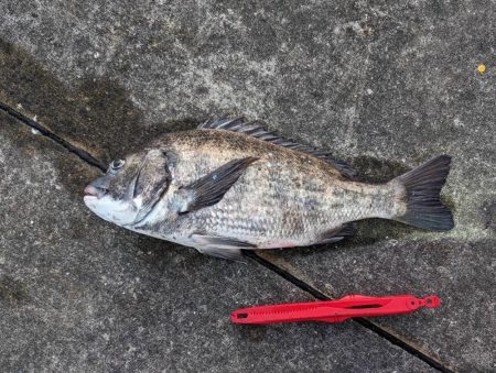 ちぬが釣れました