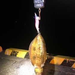 【2024年初イカ！】徳島遠征