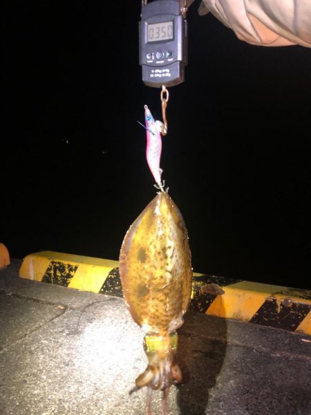 【2024年初イカ！】徳島遠征
