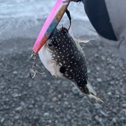 フグに終わりフグに・・・(苦笑)