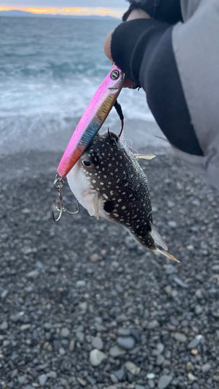 フグに終わりフグに・・・(苦笑)