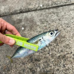 デイアジング！？