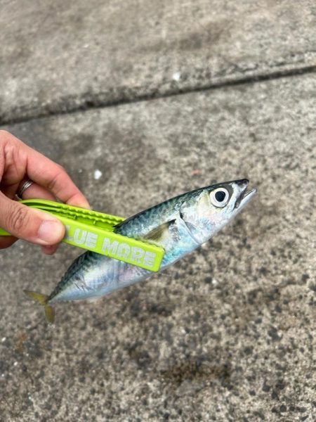 デイアジング！？