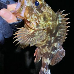 今年は遅めの初釣り！！
