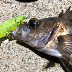 ✨メバルプラッキング✨