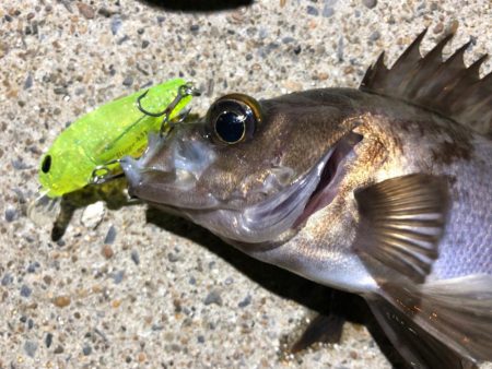 ✨メバルプラッキング✨