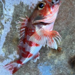 銚子沖、アカムツ調査