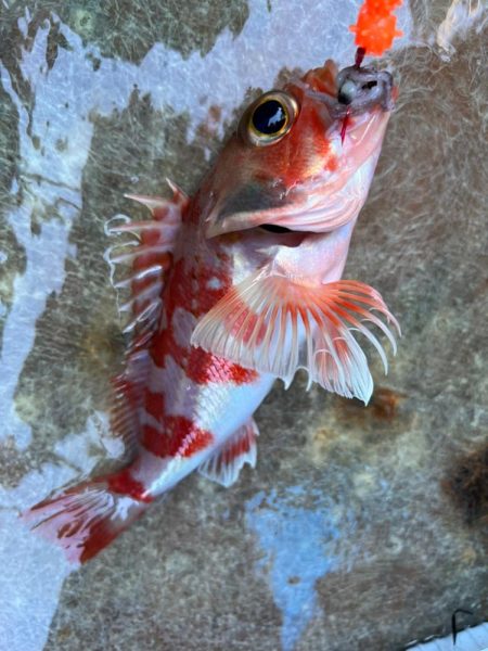 銚子沖、アカムツ調査