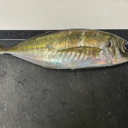 メバル狙いだったが・・