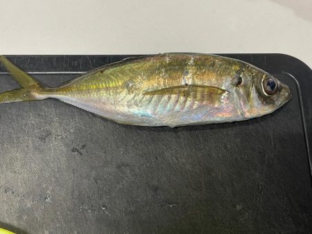 メバル狙いだったが・・