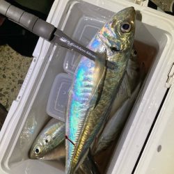 初釣りアジング