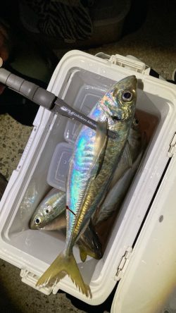 初釣りアジング