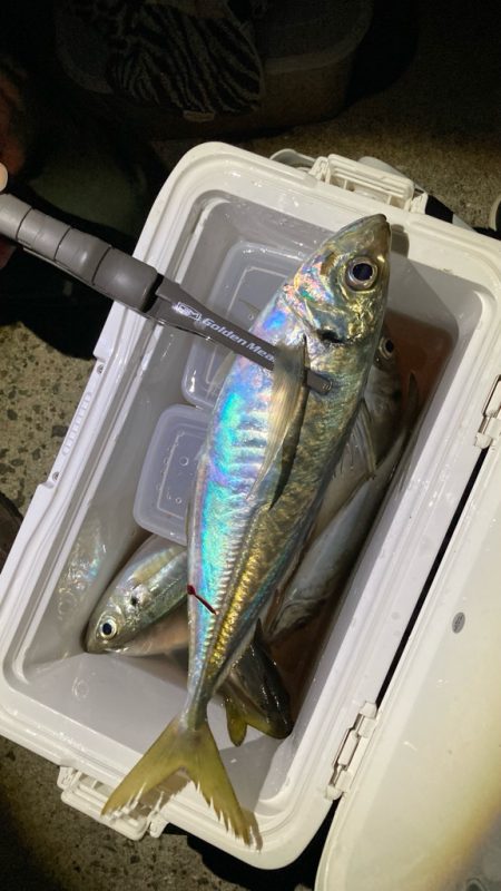 初釣りアジング