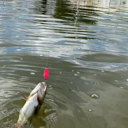 大会前のプラクティス