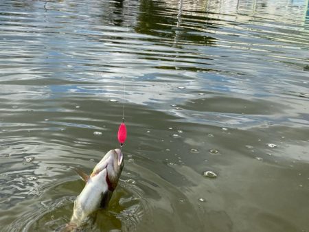 大会前のプラクティス