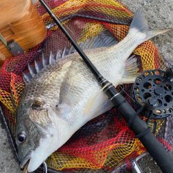 ヘチってきました