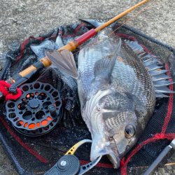 ヘチってきました