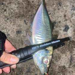 ウキ釣りでアジ🐟