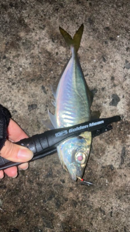 ウキ釣りでアジ🐟