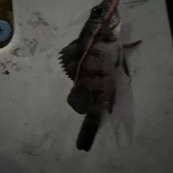 淡路島アジング