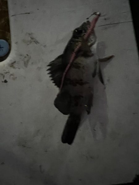 淡路島アジング