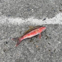 2時間釣行　いい引きでした！