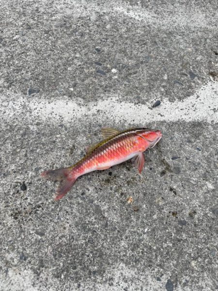 2時間釣行　いい引きでした！