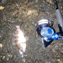 メバリング不発